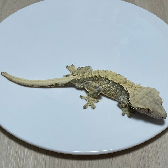 노멀 트라이 익스트림할리퀸 화이트스팟