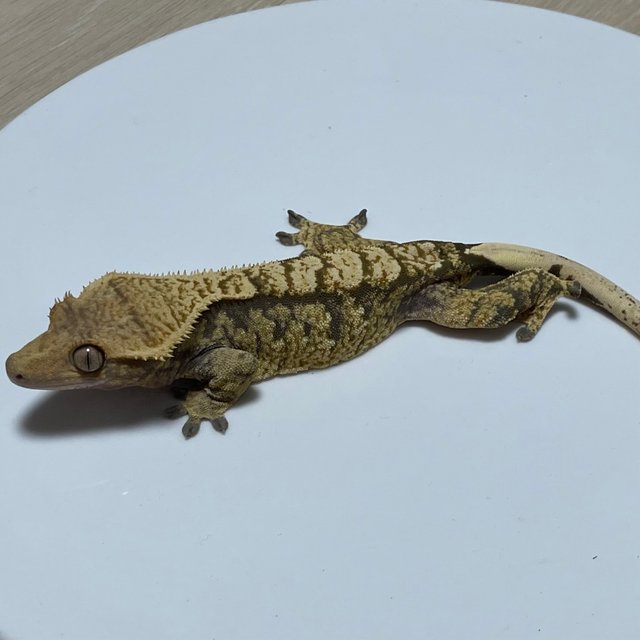 트라이 익스트림할리퀸