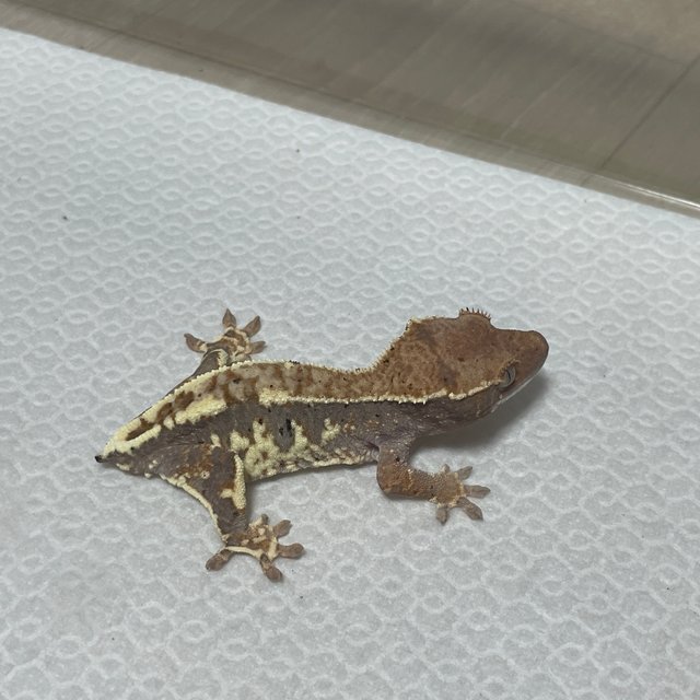 프라푸치노 100%헷아잔틱