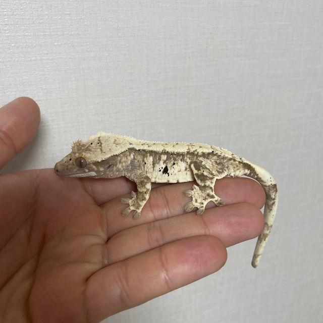 트라이 익스트림할리퀸 화이트스팟