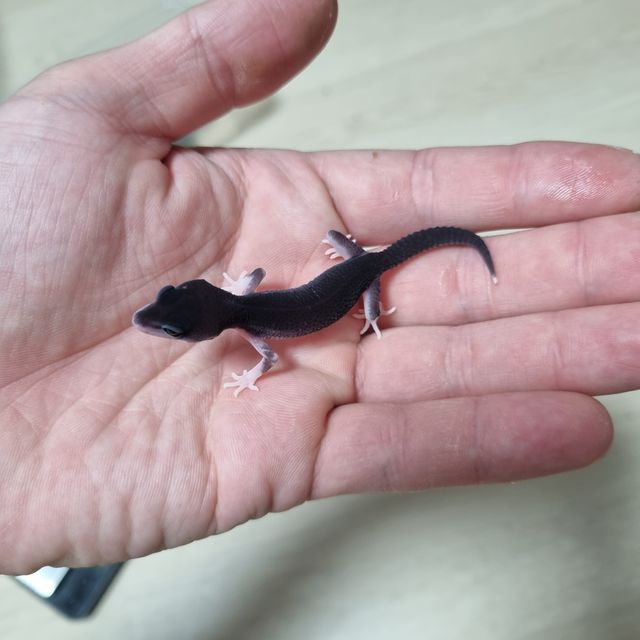 스노우 블랙나이트