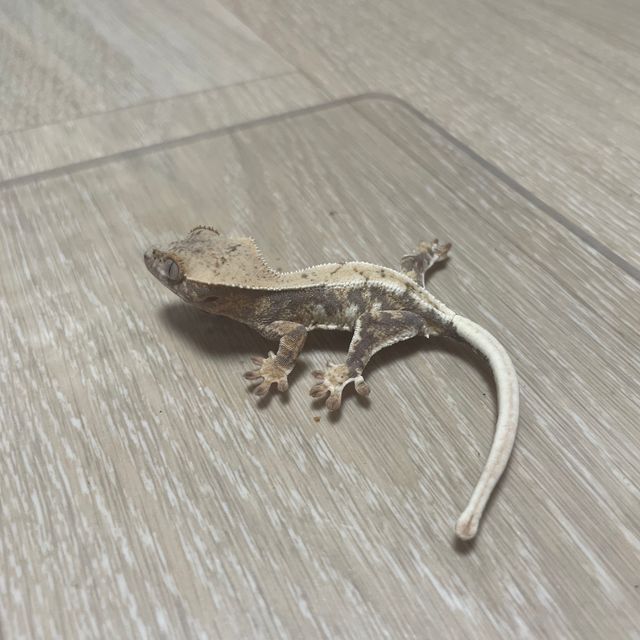 릴리 세이블