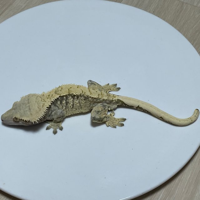 노멀 트라이 익스트림할리퀸 화이트스팟