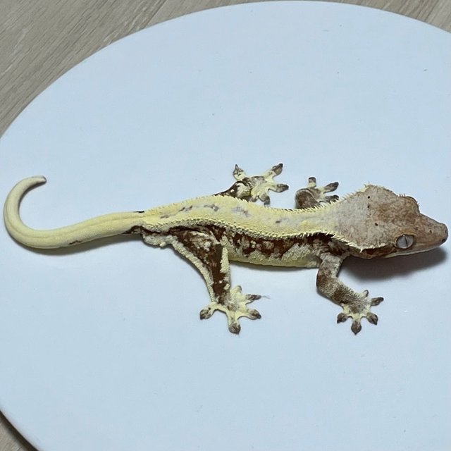 레드 릴리화이트