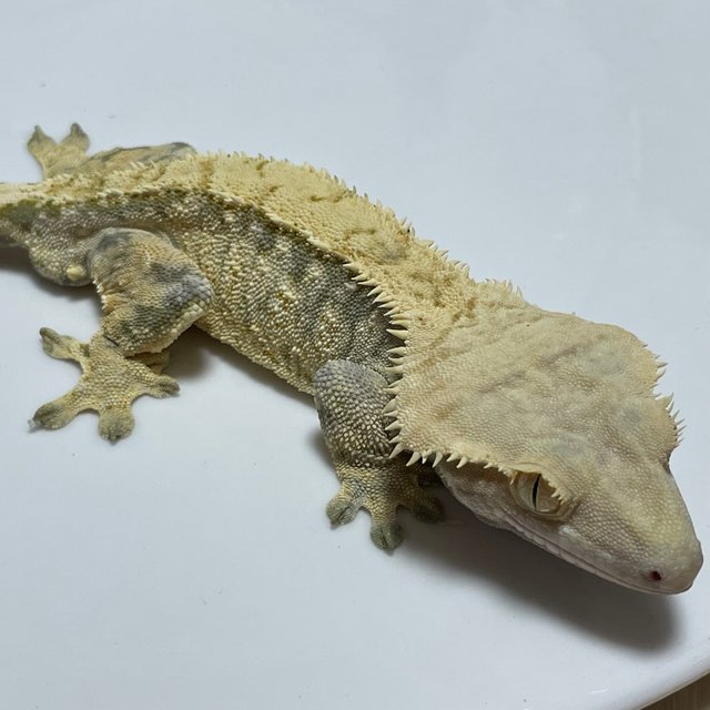 노멀 트라이 익스트림할리퀸 화이트스팟