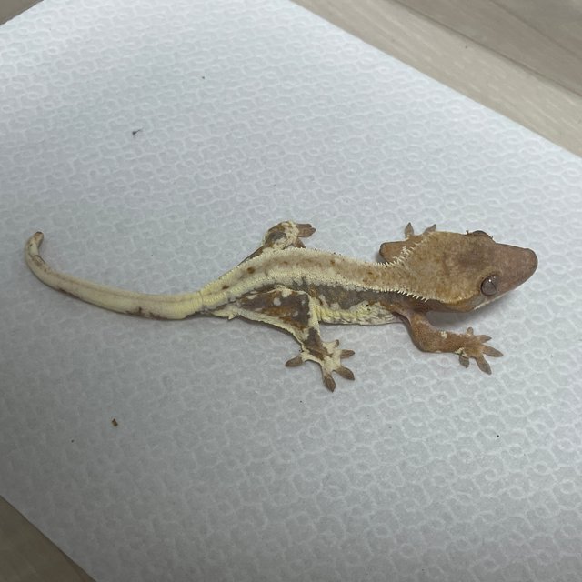 릴리100%헷아잔틱