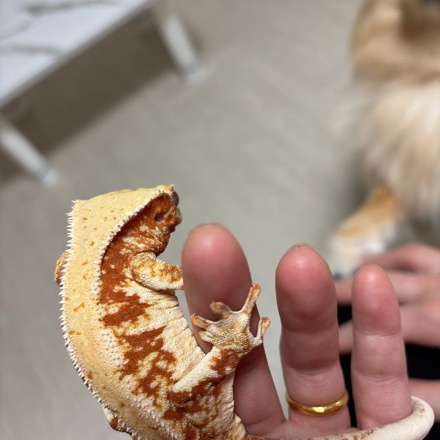릴리화이트 레드