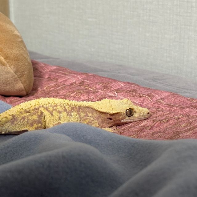레드 할리퀸