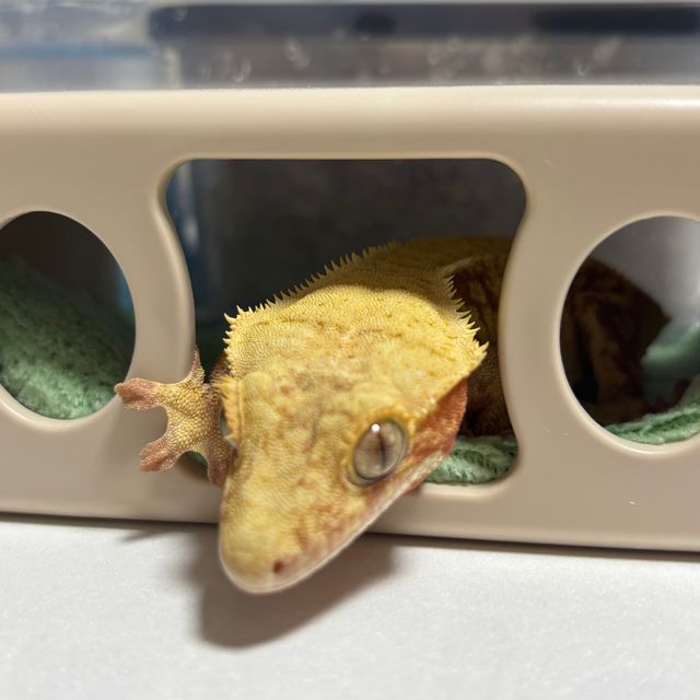 레드 할리퀸