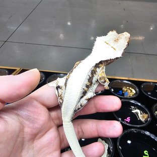 솔리드백 트라이 릴리화이트