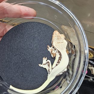 솔리드백 트라이 릴리화이트