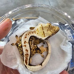판다 풀핀 트라이