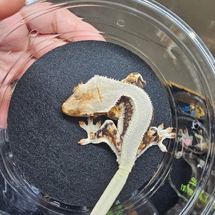 솔리드백 트라이 릴리화이트