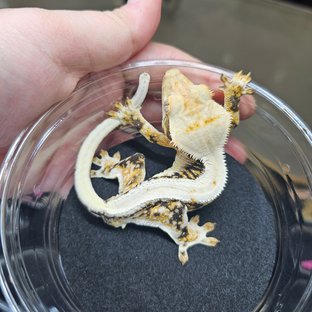 트라이 릴리화이트