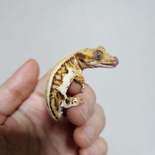 트라이