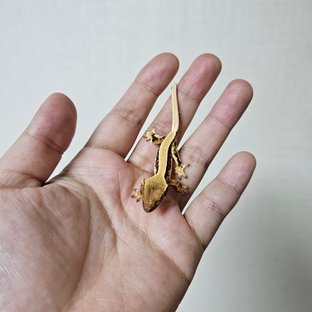 솔리드백 트라이 릴리화이트