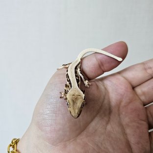 솔리드백 트라이 릴리화이트