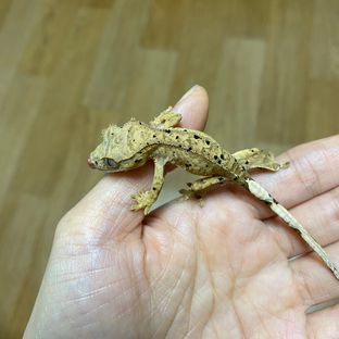 슈퍼달마시안