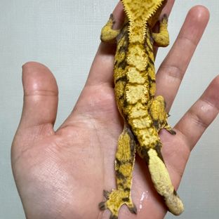 꼬물이