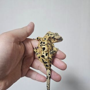 슈퍼달마시안