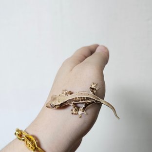 트라이 릴리화이트