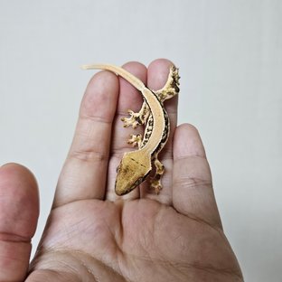 솔리드백 트라이 릴리화이트