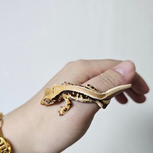 솔리드백 트라이 릴리화이트