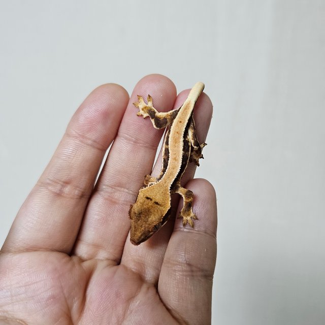 솔리드백 트라이 릴리화이트