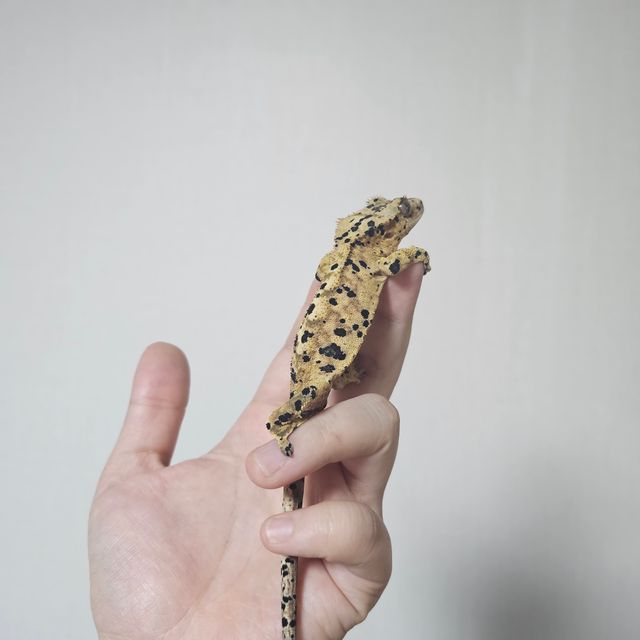 슈퍼달마시안