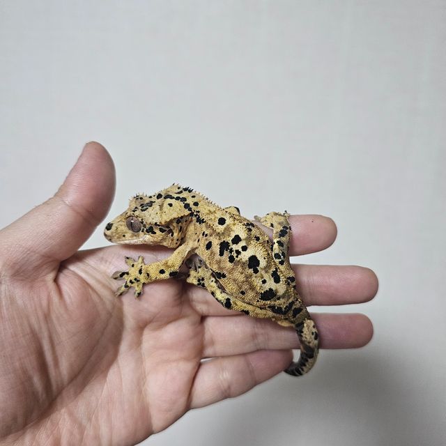 슈퍼달마시안