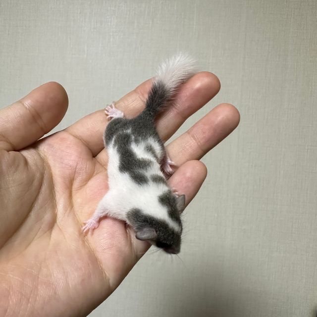 오레오 마스크