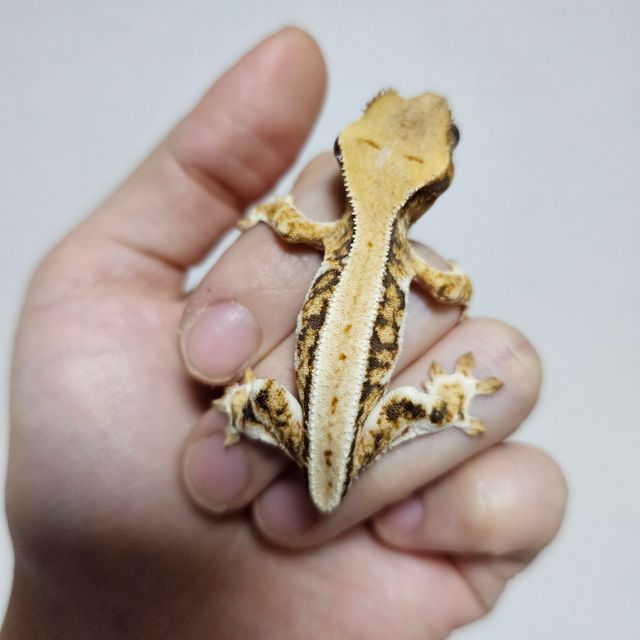 트라이