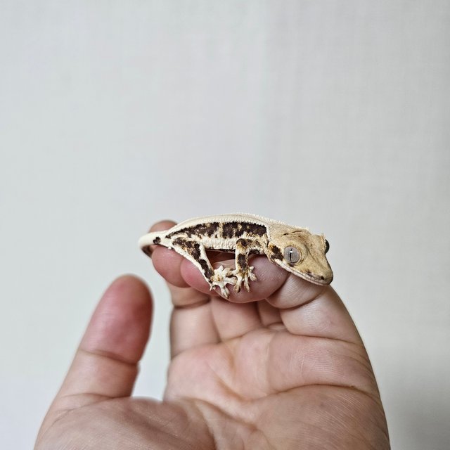 솔리드백 트라이 릴리화이트