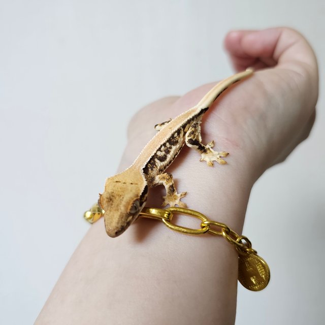 솔리드백 트라이 릴리화이트