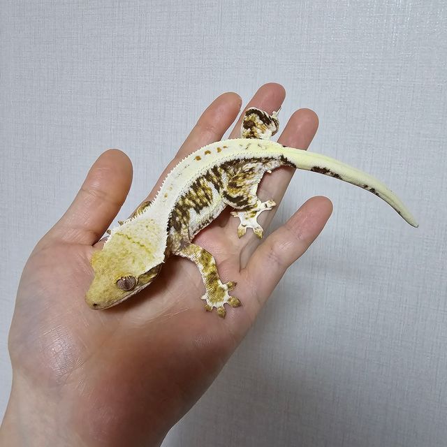 트라이 릴리화이트 드리피