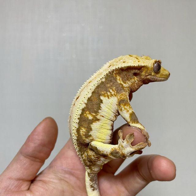 트라이 릴리화이트