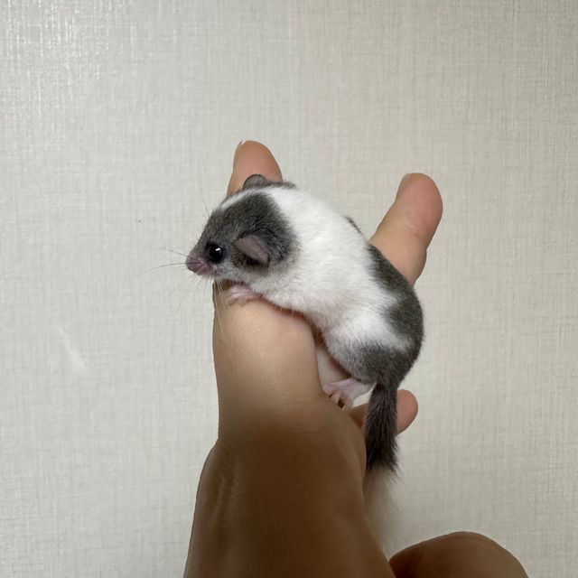 오레오 마스크