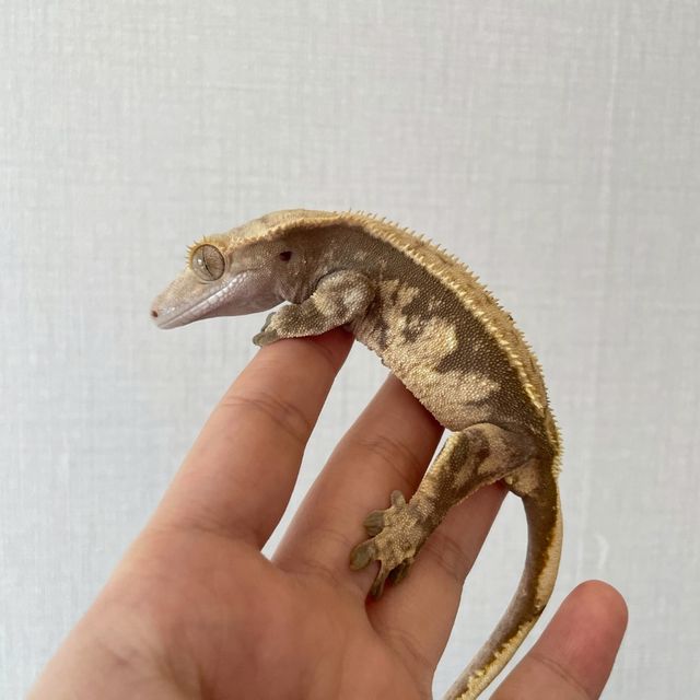 익스트림할리퀸