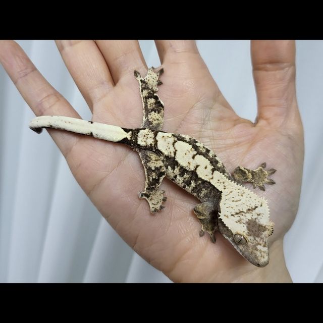 익스트림할리퀸 화이트스팟 화이트핀 다크