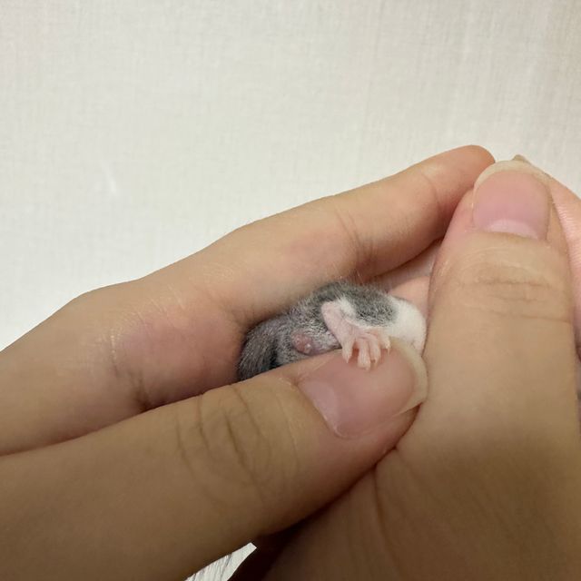 오레오 마스크