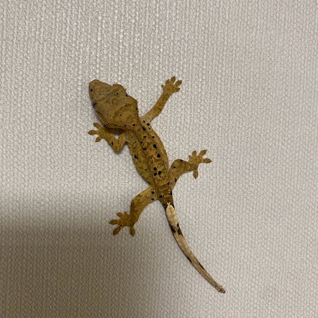 슈퍼달마시안