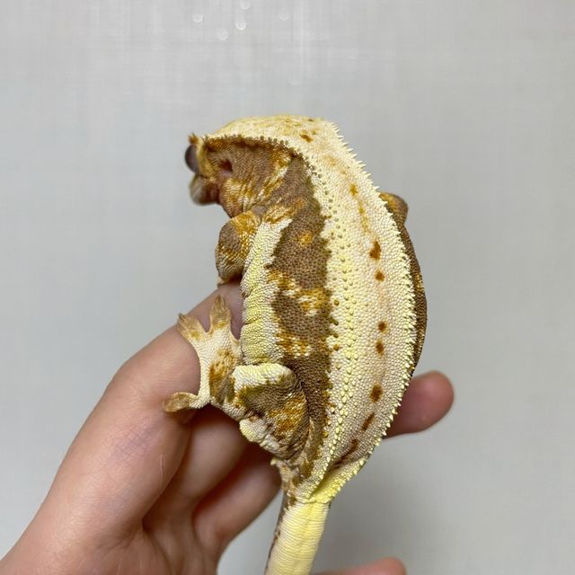 트라이 릴리화이트