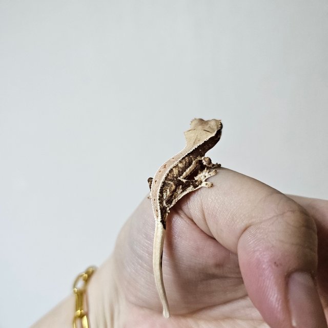 트라이 릴리화이트