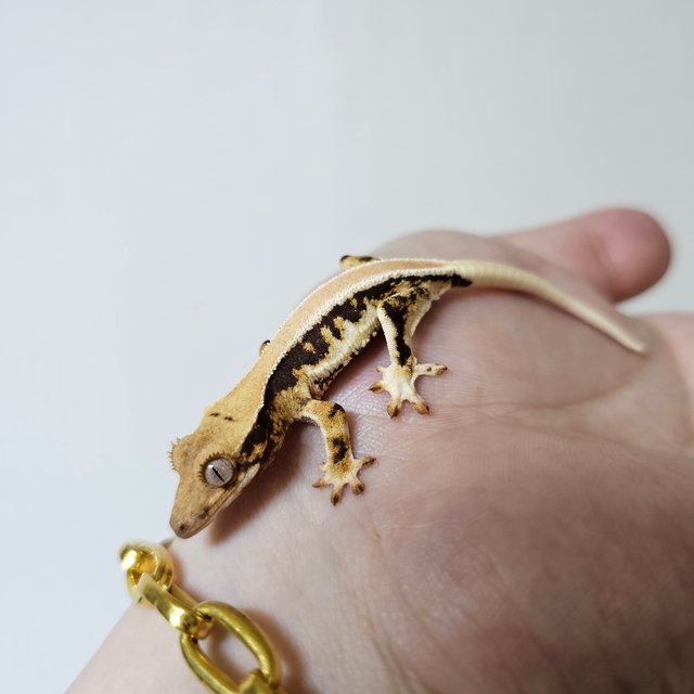 솔리드백 트라이 릴리화이트