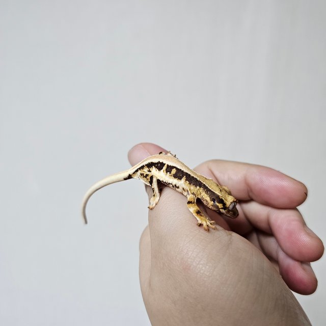 솔리드백 트라이 릴리화이트