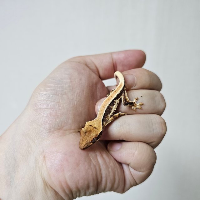 솔리드백 트라이 릴리화이트