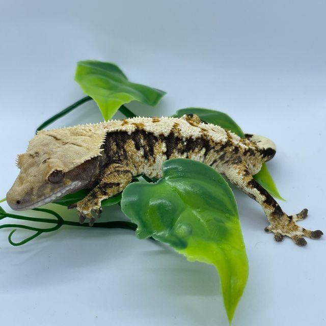바브