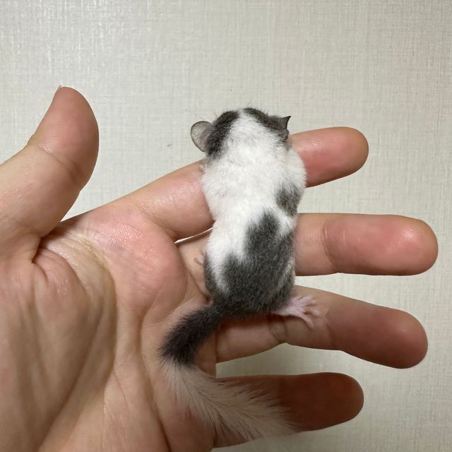오레오 마스크