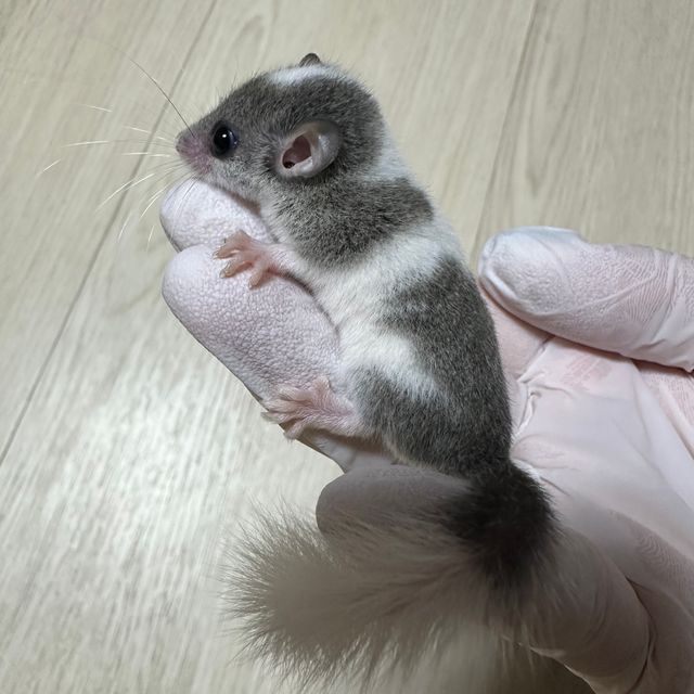 오레오 마스크