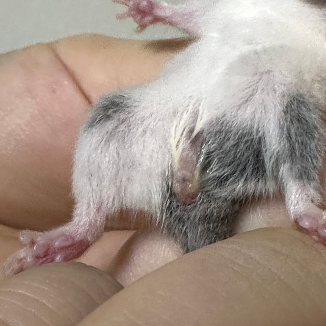 오레오 마스크